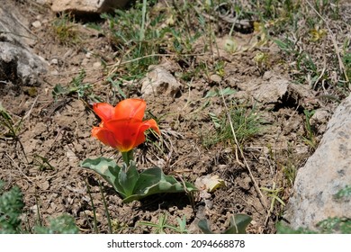 Blooming wild tulip in mountains in spring season. Greig's tulip (Tulipa greigii) the precursor of the tulips that are grown commercially around the world. Aksu-Zhabagly State Nature Reserve - Shutterstock ID 2094668878