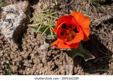 Blooming wild tulip in mountains in spring season. Greig's tulip (Tulipa greigii) the precursor of the tulips that are grown commercially around the world. Aksu-Zhabagly State Nature Reserve - Shutterstock ID 2095162189