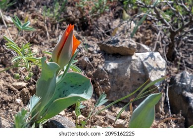 Blooming wild tulip in mountains in spring season. Greig's tulip (Tulipa greigii) the precursor of the tulips that are grown commercially around the world. Aksu-Zhabagly State Nature Reserve - Shutterstock ID 2095162225