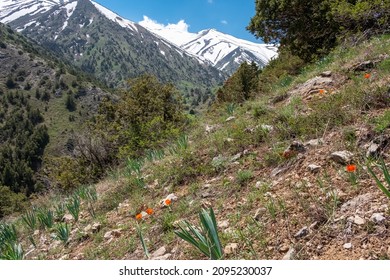 Blooming wild tulip in mountains in spring season. Greig's tulip (Tulipa greigii) the precursor of the tulips that are grown commercially around the world. Aksu-Zhabagly State Nature Reserve - Shutterstock ID 2095230037