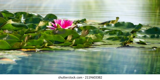 blooming wild water lily in a pond on a summer day, beauty in nature, sunshine on beautiful pink water lily blossom, closeup of a pond landscape concept with lush flower vegetation - Powered by Shutterstock