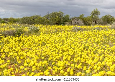 Blooming Wildflowers In Western Australia