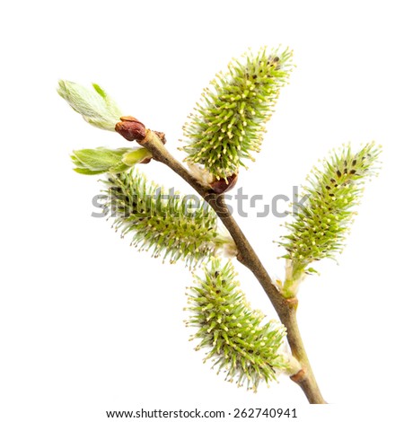 Blooming willow branch isolated on white background.