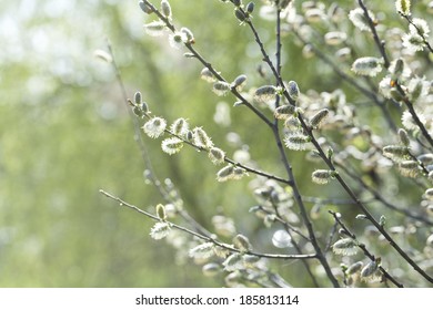 Blooming Willow (Salix Caprea)