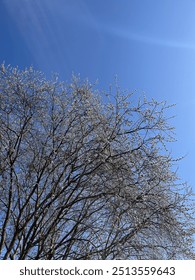 A blooming willow in spring