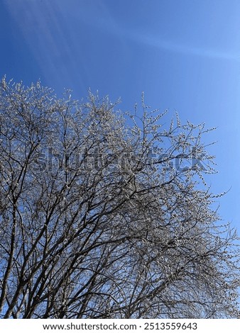 A blooming willow in spring