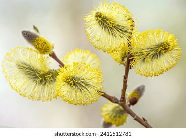 Blooming willow tree branch. Willow catkins close-up. Macro photography of  willow catkin. - Powered by Shutterstock
