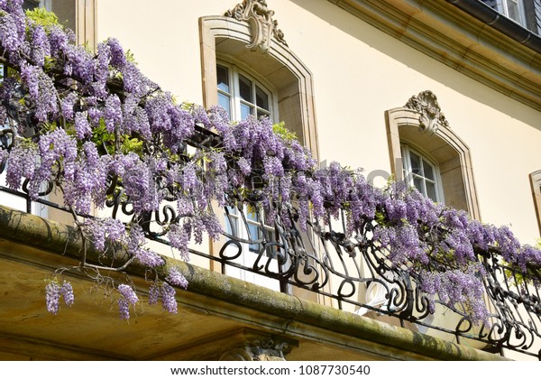 Blooming Wisteria On Rococo Balcony Railing Stock Photo Edit Now