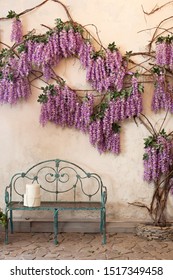 Blooming wisteria plants on a background of a house wall with a bench. Wisteria in full bloom in a peaceful corner of the garden with a bench. An ideal place for privacy and tranquility. spring time. 