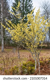 Blooming Witch Hazel Tree At Spring