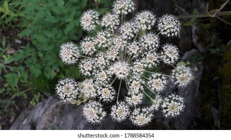 Blooming Woodland Angelica Flowers On A Green Background.