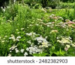 Blooming yarrow plant in a home garden in Stroudsburg, Pennsylvania in late June