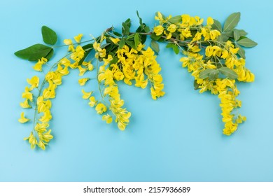 37,482 Yellow Acacia Images, Stock Photos & Vectors | Shutterstock