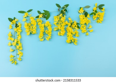 Blooming yellow acacia tree. Flowers of blooming yellow acacia on blue background. Spring concept.