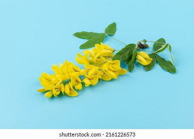 37,482 Yellow Acacia Images, Stock Photos & Vectors | Shutterstock