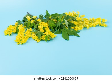 37,482 Yellow Acacia Images, Stock Photos & Vectors | Shutterstock