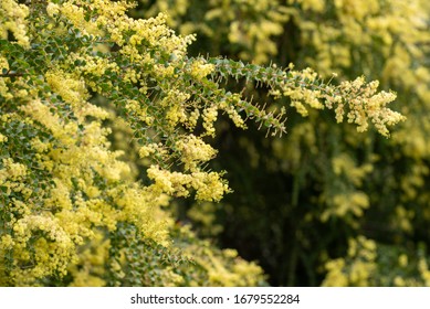 Blooming Yellow Bush Of Acacia Pravissima