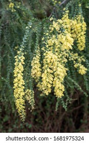 Blooming Yellow Bush Of Acacia Pravissima