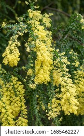 Blooming Yellow Bush Of Acacia Pravissima