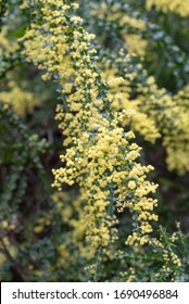 Blooming Yellow Bush Of Acacia Pravissima