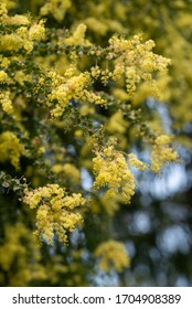 Blooming Yellow Bush Of Acacia Pravissima