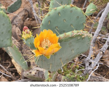 blooming yellow cactus flower bright and large