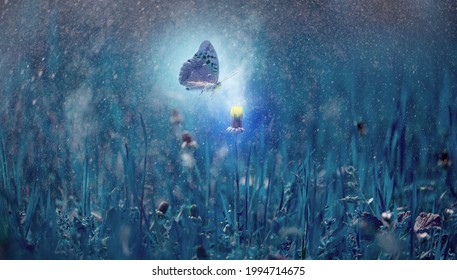 Blooming Yellow Dandelion At Night In Dense Grass And Flying Butterfly. Mystical Background With Glow And Splashes Of Water, Magical World Of Nature