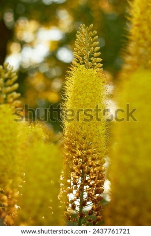 Blooming yellow eremurus. Desert candles, foxtail lilies.
Beautiful colorful flower in the garden.
