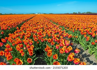Blooming yellow flower bulbs in the countryside from the Netherlands in spring
