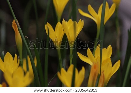 Blooming yellow flowers , Fairy Lily, Rain Lily, Zephyr Flower