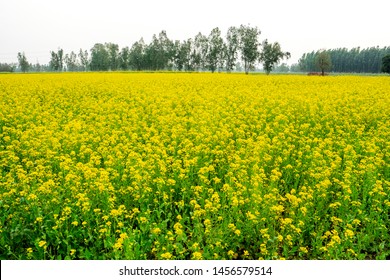  Blooming  yellow flowers of mustard ,Brassica, crop in agricultural  farm from Uttar Pradesh ,India, asia  