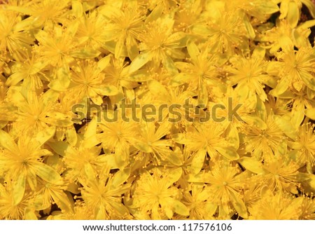 Blooming yellow flowers of the Raisin bush (wild flowers) during African Spring.