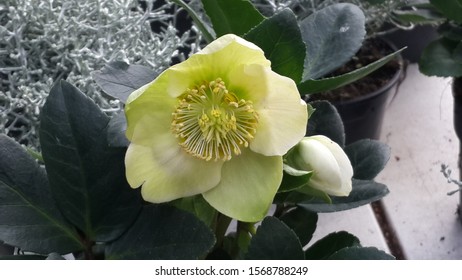 Blooming Yellow Hellebore In A Flower Pot