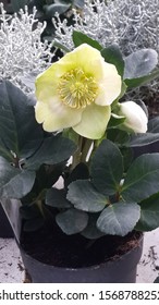 Blooming Yellow Hellebore In A Flower Pot