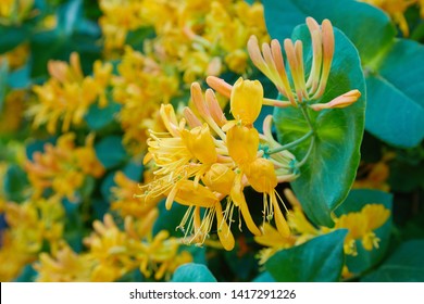 Blooming yellow honeysuckle Bush.  Flowering white-yellow Honeysuckle(Woodbine). Lonicera japonica, known as Japanese honeysuckle and golden-and-silver honeysuckle