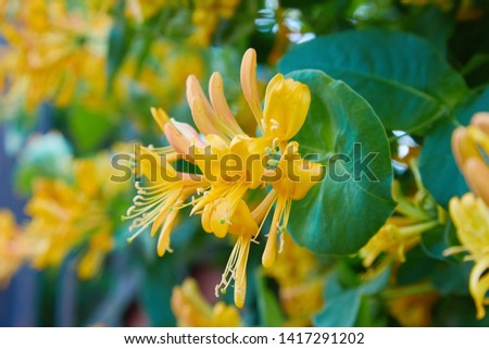 Blooming yellow honeysuckle Bush.  Flowering white-yellow Honeysuckle(Woodbine). Lonicera japonica, known as Japanese honeysuckle and golden-and-silver honeysuckle