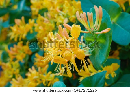 Blooming yellow honeysuckle Bush.  Flowering white-yellow Honeysuckle(Woodbine). Lonicera japonica, known as Japanese honeysuckle and golden-and-silver honeysuckle