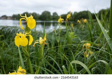 Blooming yellow iris pseudacorus among the greenery on the shore of the reservoir, on a spring day.