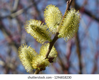 Blooming Yellow Pussywillow