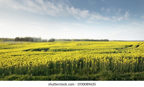 菜の花畑 の画像 写真素材 ベクター画像 Shutterstock