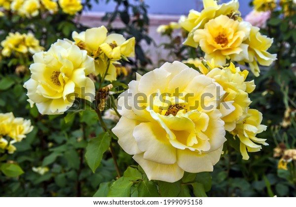 Blooming yellow roses. A flower\
bed with yellow roses in a city park. Natural looking flowers.\
