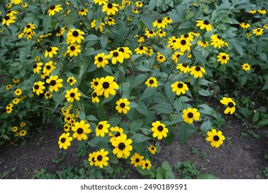 Blooming yellow Rudbeckia triloba in mid August - Powered by Shutterstock