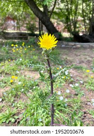 Blooming Yellow Spiny Sowthistle In The Garden