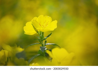 Blooming yellow summer flowers in a garden. Evening Primrose, Oenothera - Shutterstock ID 2003029550