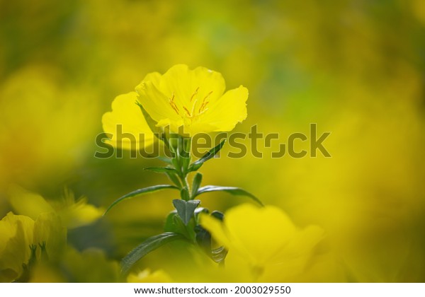 Blooming yellow summer flowers in a garden.\
Evening Primrose,\
Oenothera
