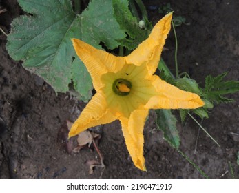 Blooming Yellow Zucchini Flower At The End Of Summer