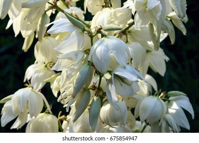 el salvador national flower