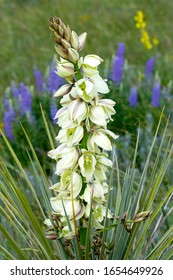 Blooming Yucca Plants At Colorado's Cherry Creek State Park, Suburban Denver