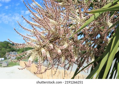 Blooming yucca tree in northern Brittany, France - Powered by Shutterstock