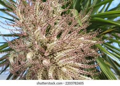 Blooming Yucca Tree In Sunny July